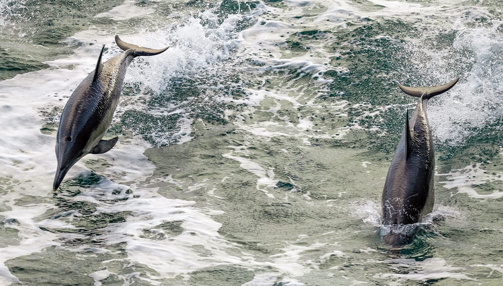 2 dolphins emerge out of the sea